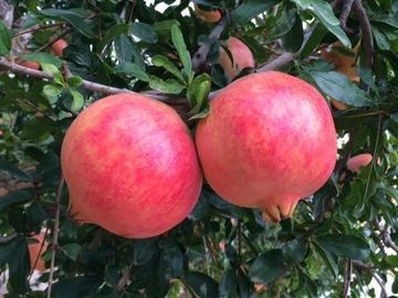 Grando mollar de leche fruto